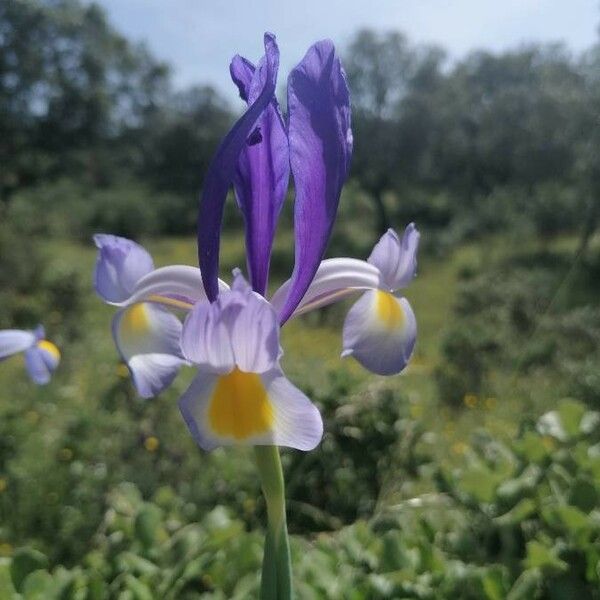 Iris xiphium Цвят
