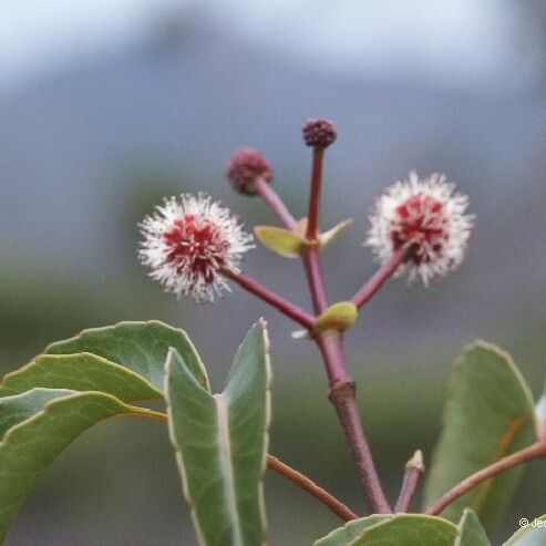 Pancheria confusa फूल