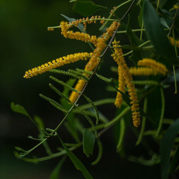 Acacia auriculiformis Квітка