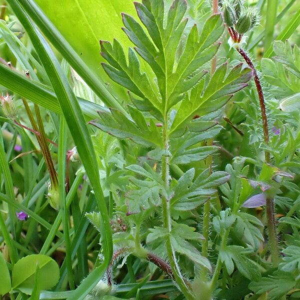 Erodium cicutarium Leaf