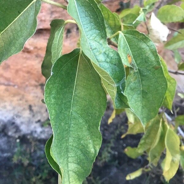 Ficus exasperata Hostoa