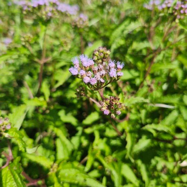 Conoclinium coelestinum Flower