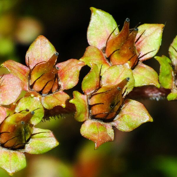 Rodgersia aesculifolia Çiçek