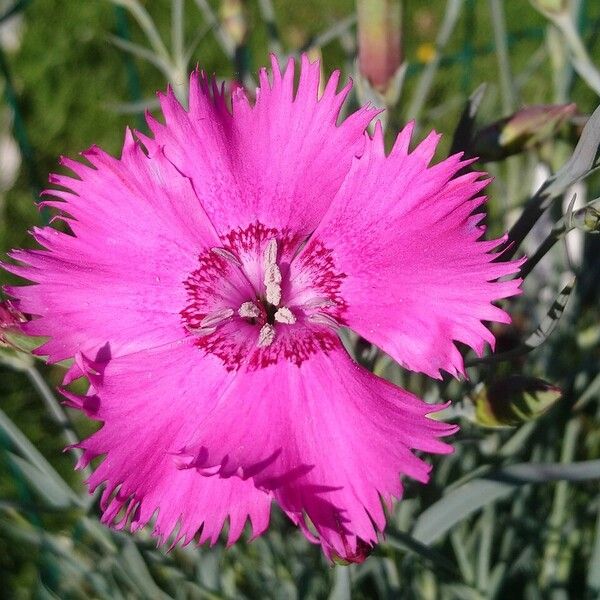 Dianthus plumarius Flower