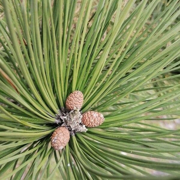 Pinus nigra 果實
