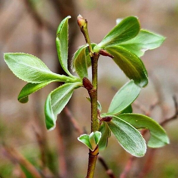 Salix foetida Leaf