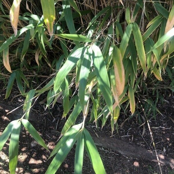 Pseudosasa japonica Leaf