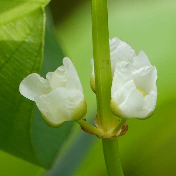 Sagittaria latifolia Flor