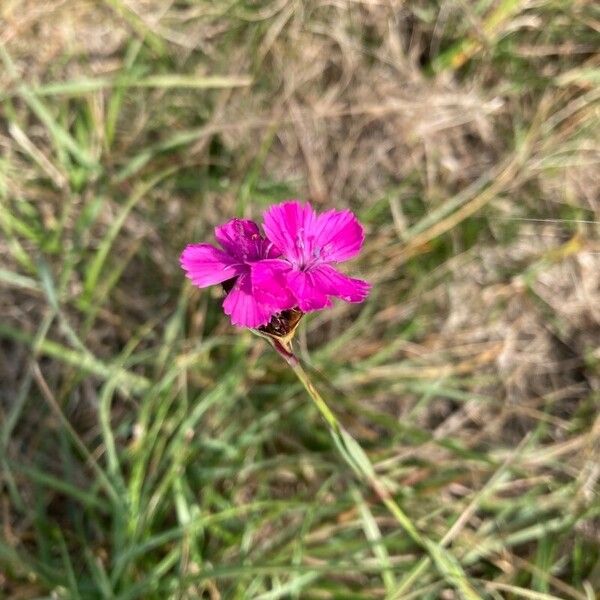 Dianthus carthusianorum फूल