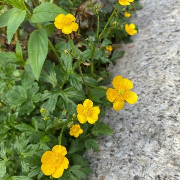 Ranunculus repens Květ