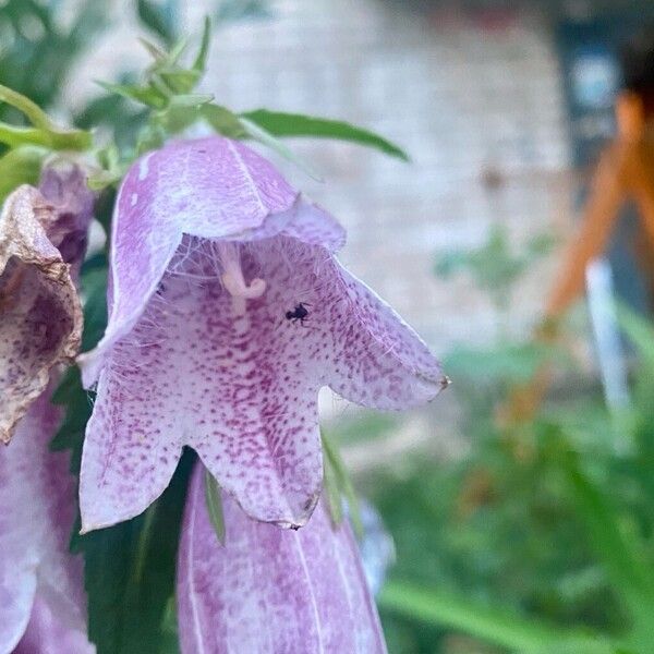 Campanula punctata Flors