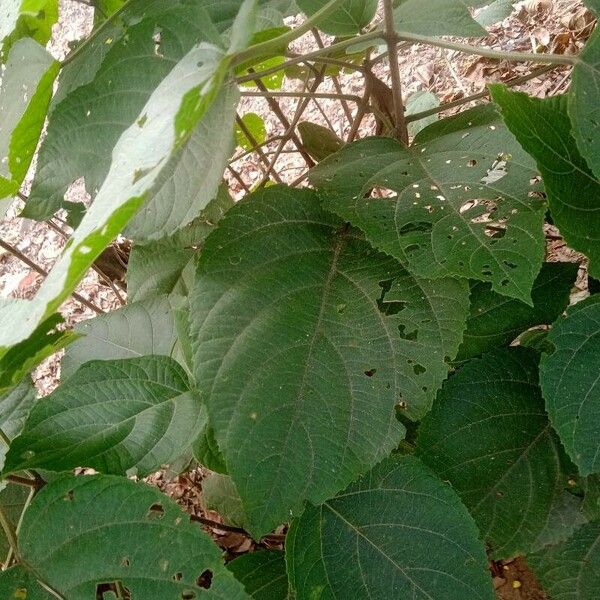 Clerodendrum infortunatum 葉