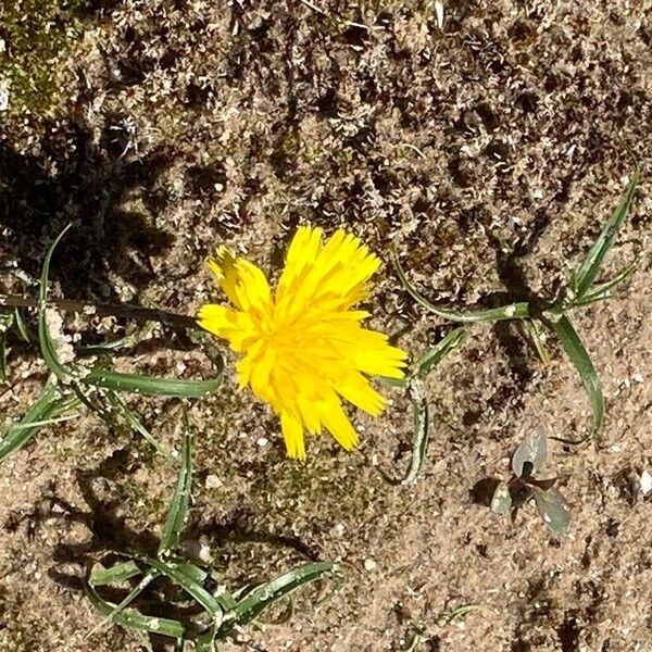 Leontodon saxatilis Flower