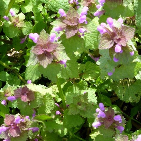 Lamium purpureum 花