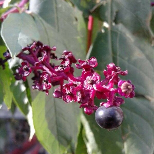 Phytolacca americana Fruit