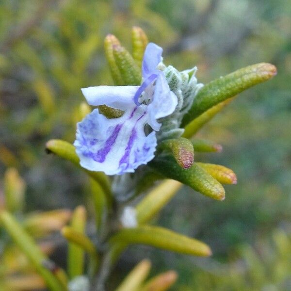 Rosmarinus officinalis Flower