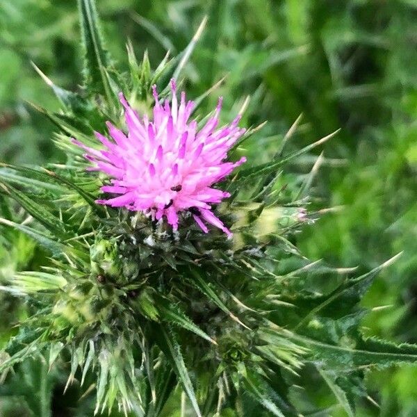 Carduus pycnocephalus Flower