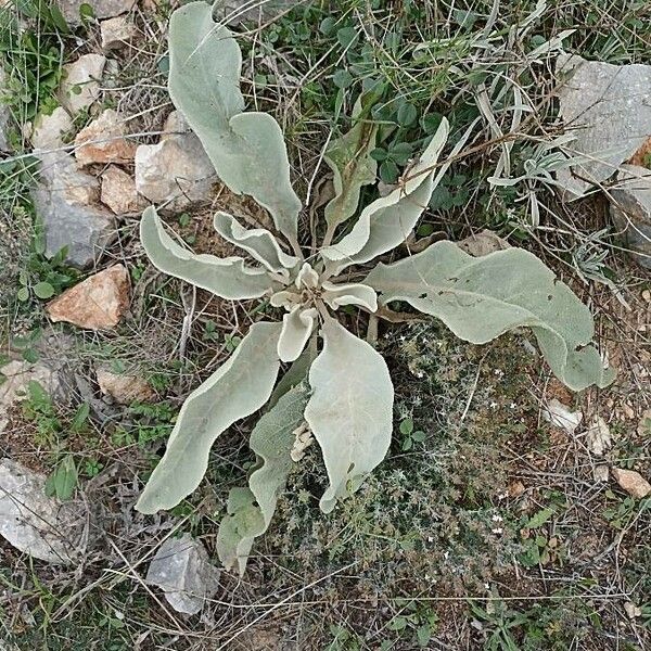 Verbascum boerhavii Feuille