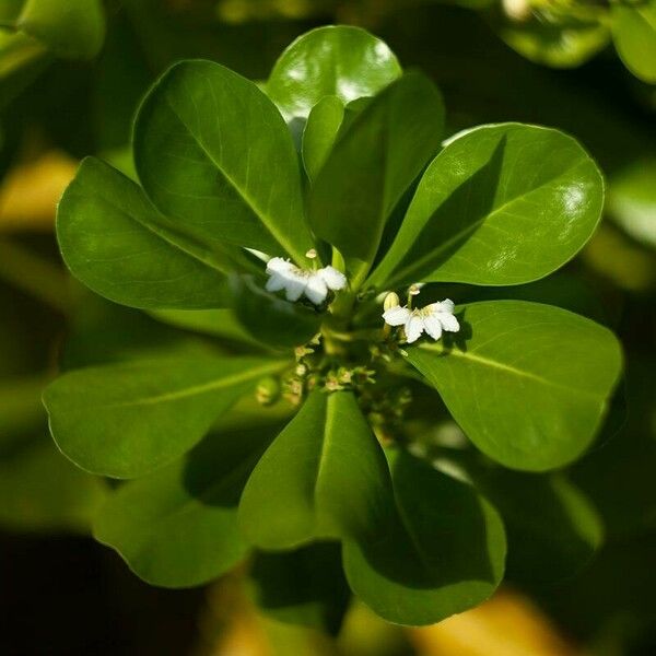 Scaevola taccada Λουλούδι