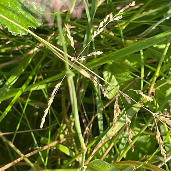 Phleum pratense Deilen