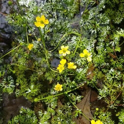 Ranunculus flabellaris 花