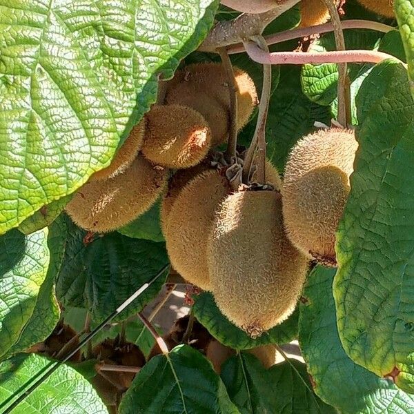 Actinidia chinensis Frukto