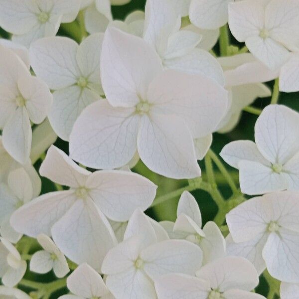 Hydrangea arborescens Blüte