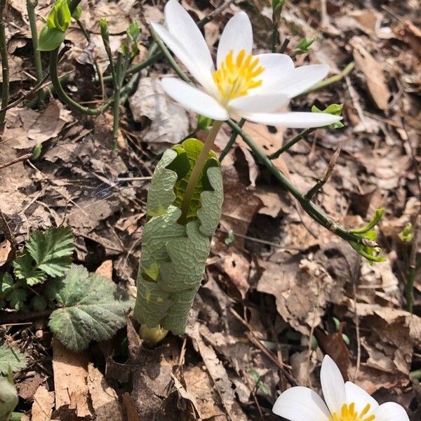 Sanguinaria canadensis Лист