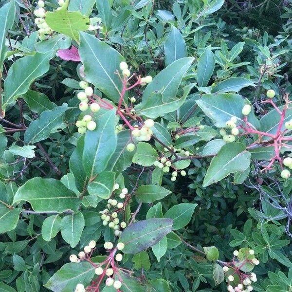 Cornus racemosa Fruit