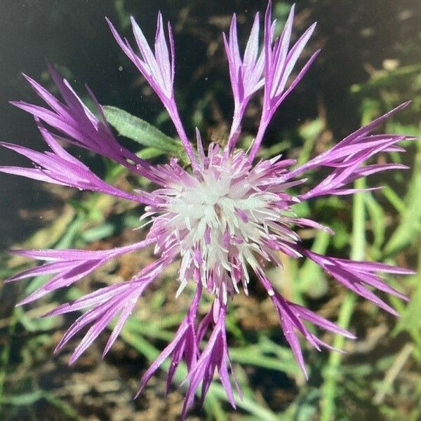 Centaurea napifolia ফুল