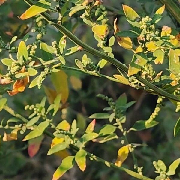 Chenopodium album Blad