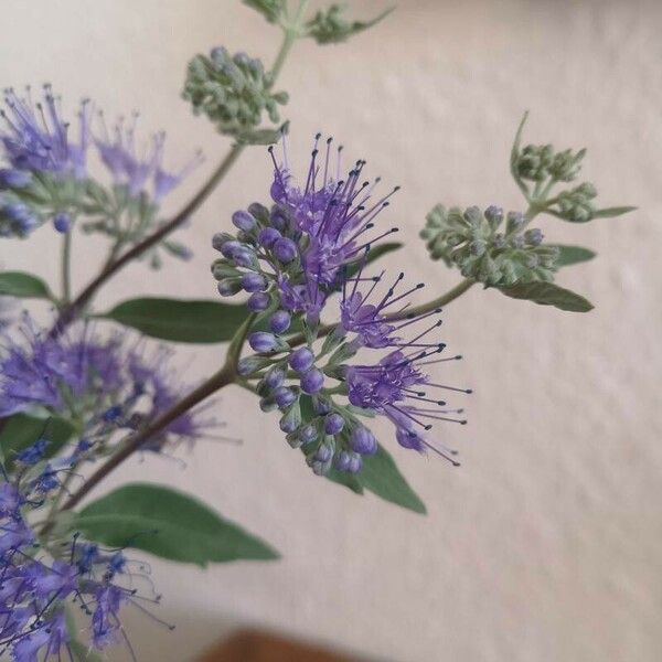 Caryopteris × clandonensis फूल