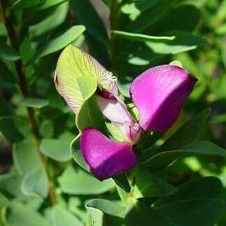 Polygala myrtifolia Cvet