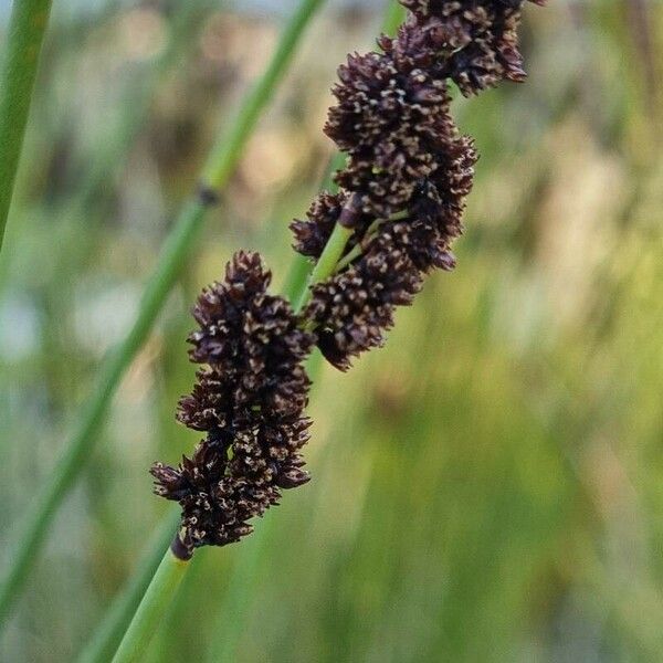 Juncus conglomeratus Fruit