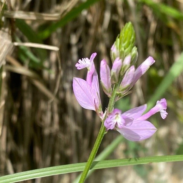 Polygala major 花