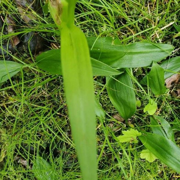 Platanthera aquilonis Foglia