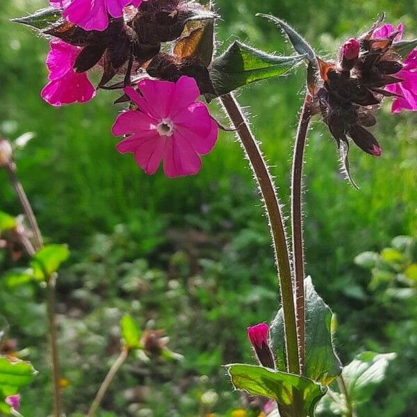 Silene pendula Kwiat