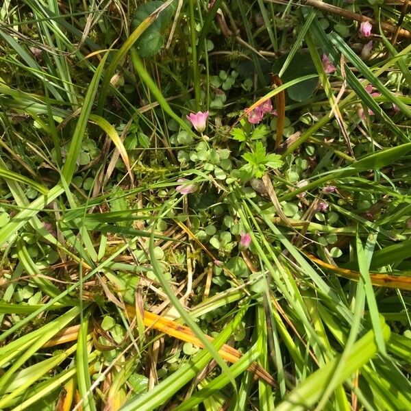 Lysimachia tenella Buveinė