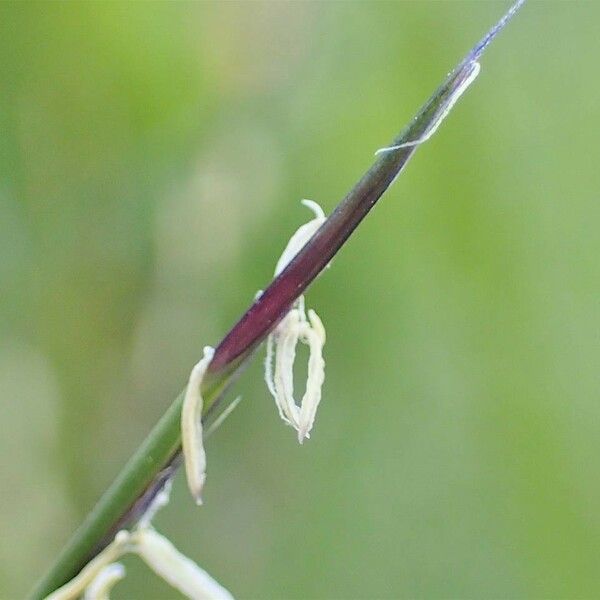 Nardus stricta Fruit