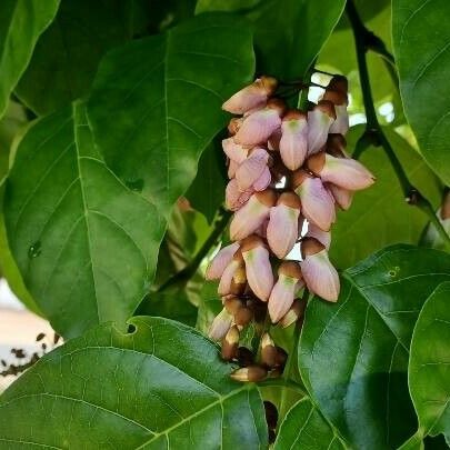 Pongamia pinnata Цветок