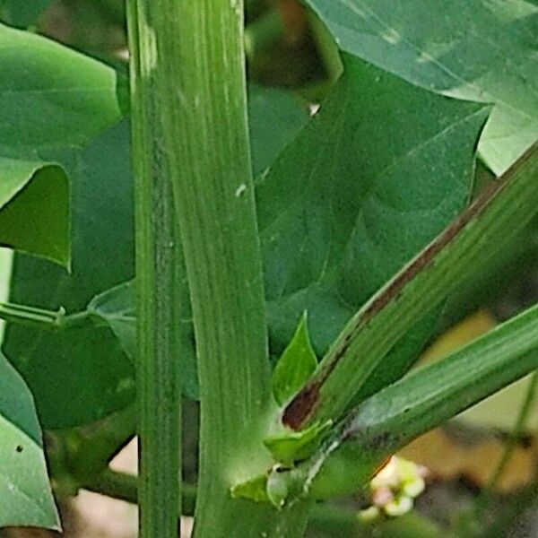 Vigna unguiculata Ŝelo