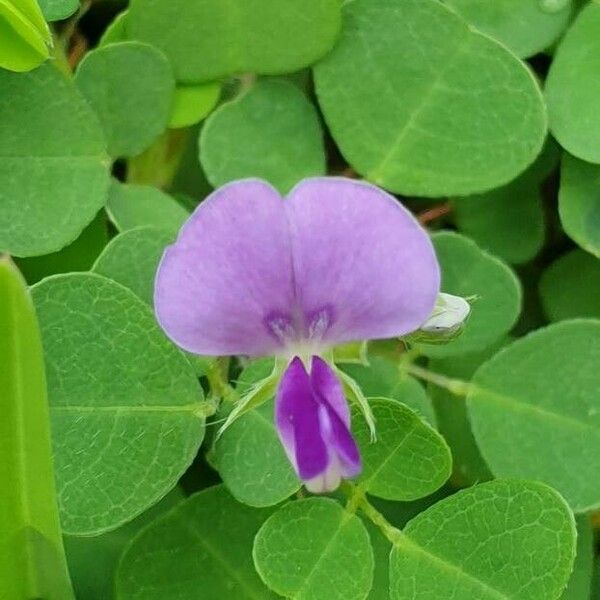 Desmodium triflorum Kukka