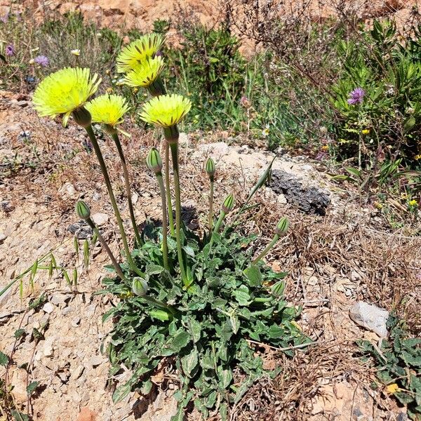 Urospermum dalechampii Хабит