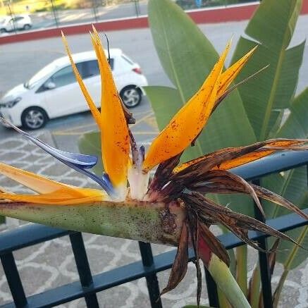 Strelitzia reginae ᱵᱟᱦᱟ