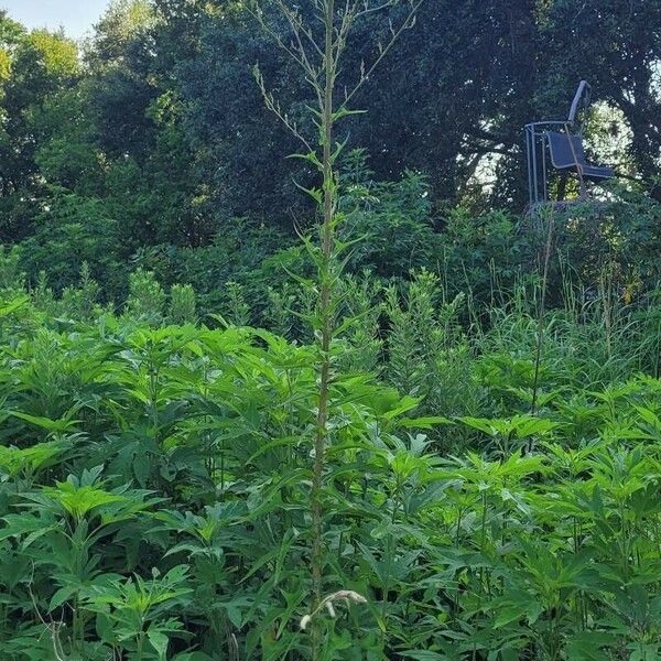 Lactuca canadensis Blad