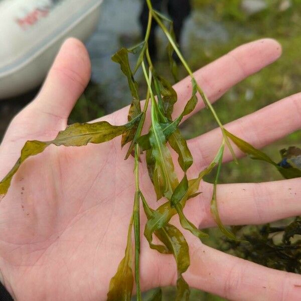 Potamogeton alpinus Hoja