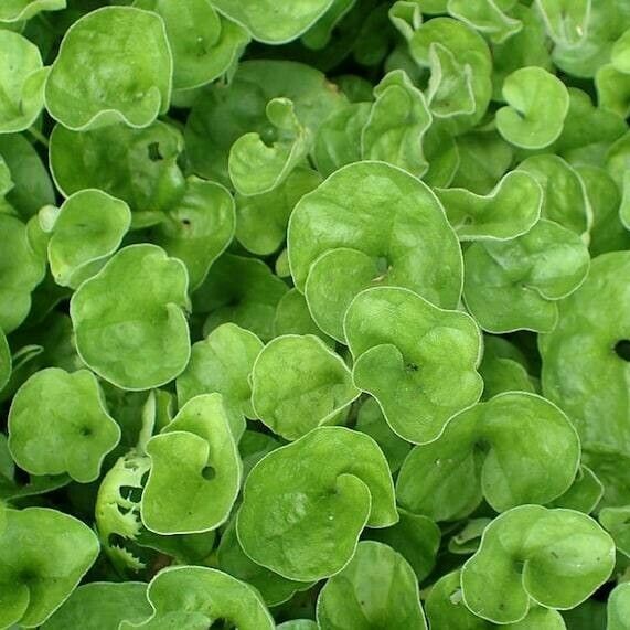 Dichondra micrantha Folha