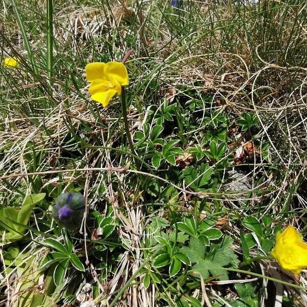 Ranunculus montanus 花