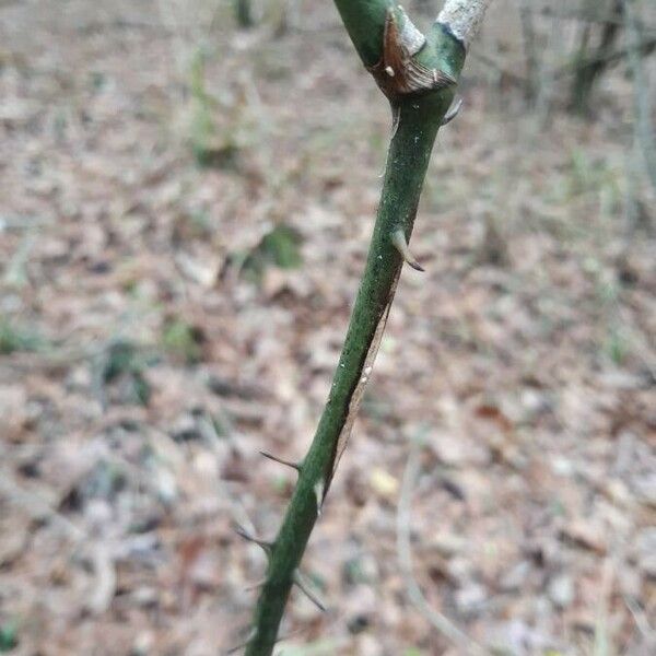 Smilax bona-nox Bark