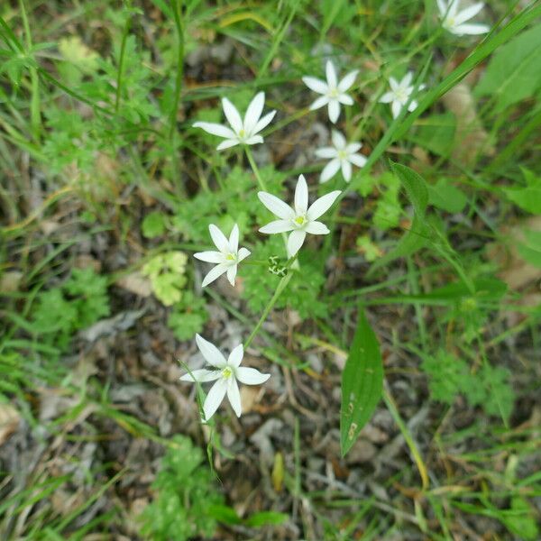 Ornithogalum orthophyllum Цветок